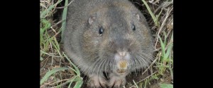 gopher